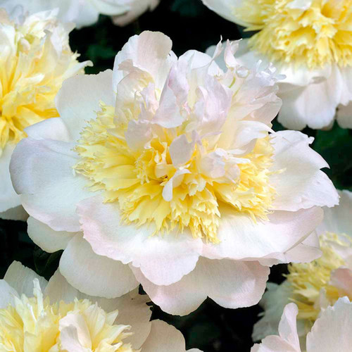 Paeonia 'Honey Gold'