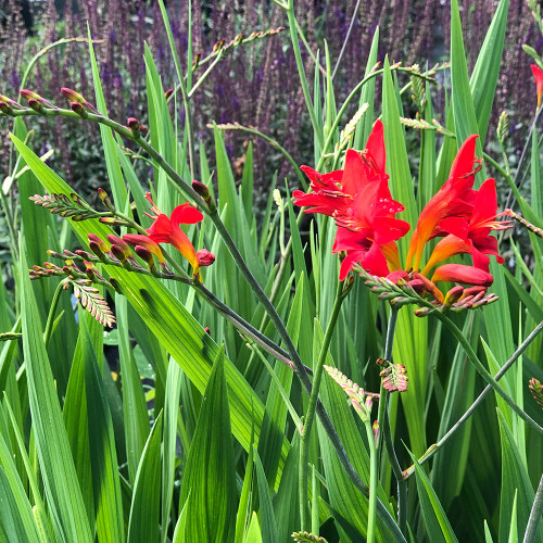 Crocosmia 'Emily McKenzie' - Horsford Gardens and Nursery
