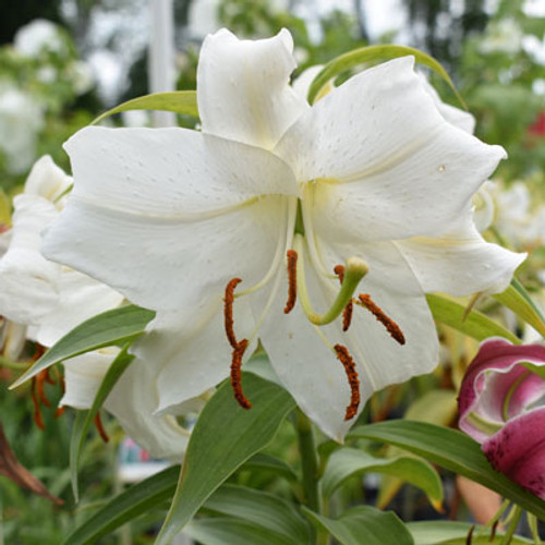 Lilium 'Casa Blanca'