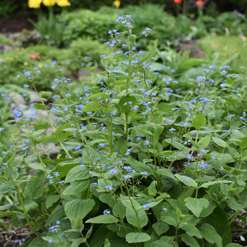 Brunnera macrophylla