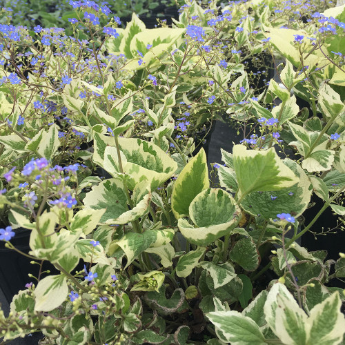 Brunnera macrophylla 'Variegata'