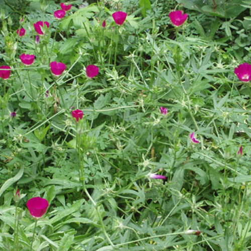 Callirhoe involucrata