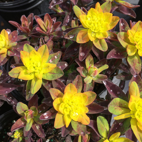 Euphorbia polychroma 'Bonfire'