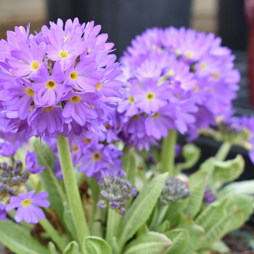 Primula denticulata Mix