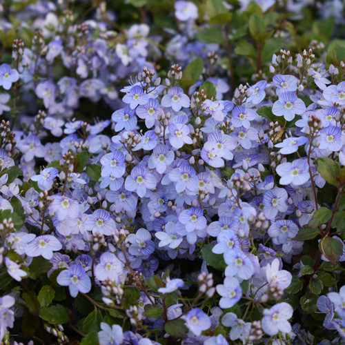 Veronica x 'Waterperry Blue'