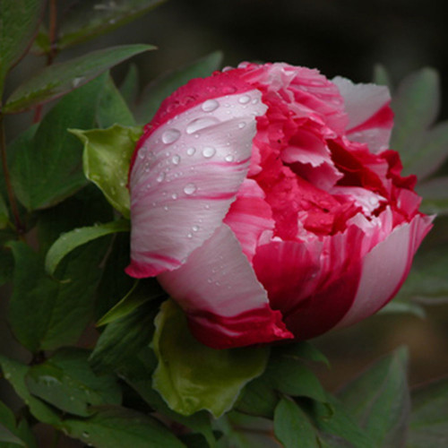ラウンド用品・アクセサリー Tree Peony Tree Peony Products - Horsford Gardens and Nursery