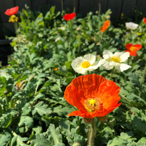 Papaver nudicaule 'Garden Gnome'