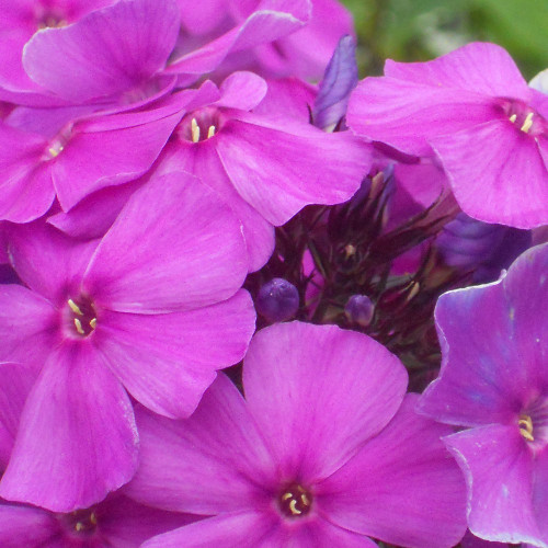 Phlox paniculata 'Blue Paradise'