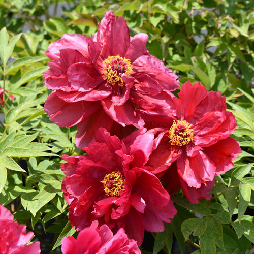 Tree Peony Products - Horsford Gardens and Nursery