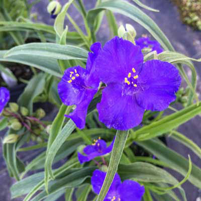 Tradescantia 'Zwanenburg Blue' - Horsford Gardens and Nursery