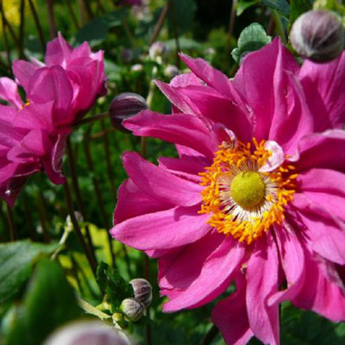 Anemone x hybrida 'Pamina'