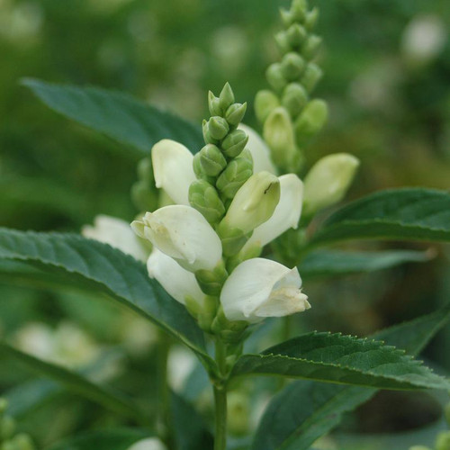 Chelone glabra