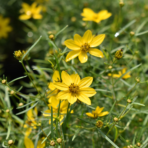 Coreopsis verticillata 'Zagreb'