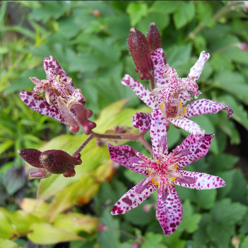 Tricyrtis x 'Sinonome'