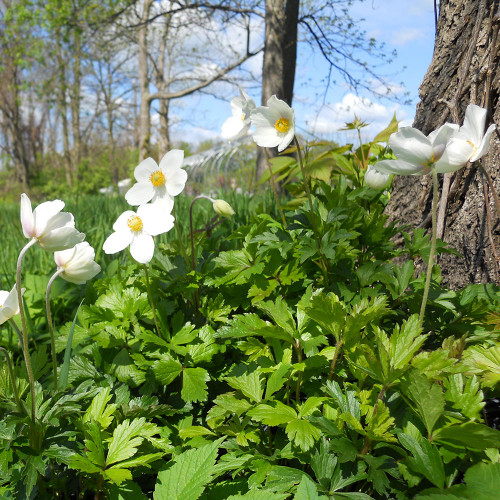 Anemone sylvestris