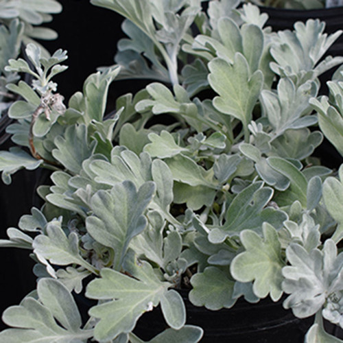 Artemisia s. 'Silver Brocade'