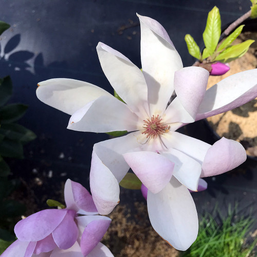 Magnolia x liliiflora 'Ann'