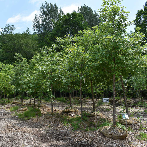 Quercus macrocarpa