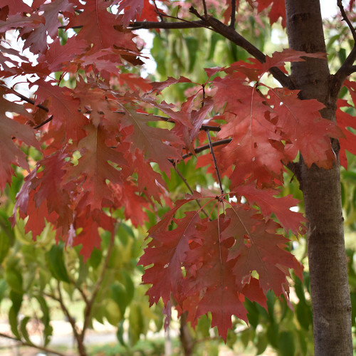 Quercus rubra