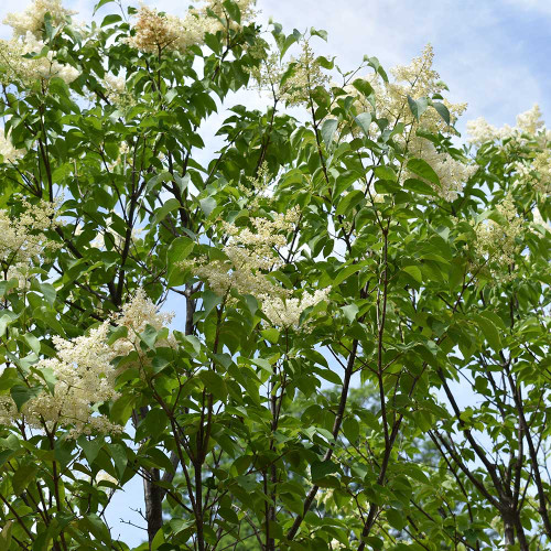 Syringa reticulata 'Ivory Silk'