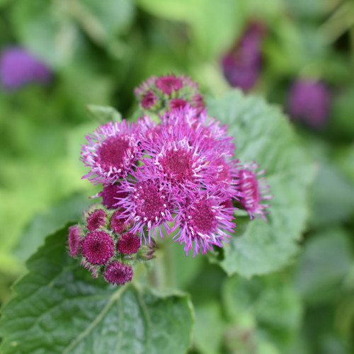 Ageratum 'Red Flint'