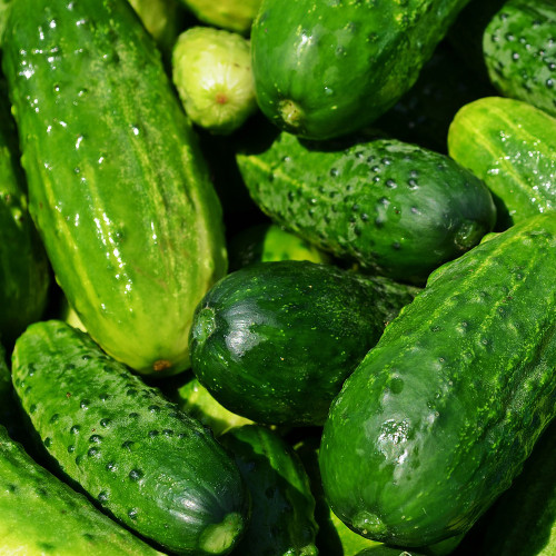 Cucumber 'Boston Pickling'