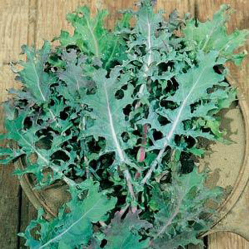 Kale 'Red Russian'