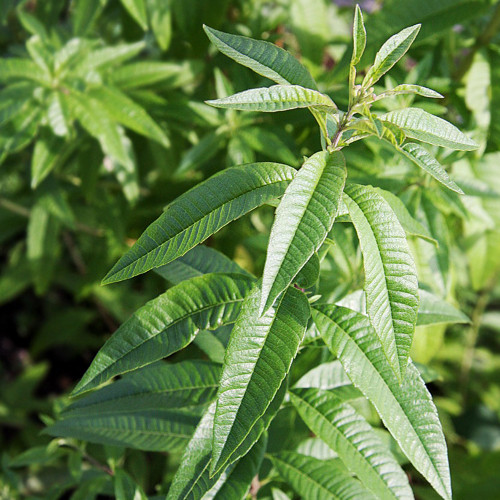 Lemon Verbena