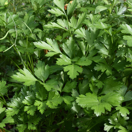 Parsley 'Giant of Italy'