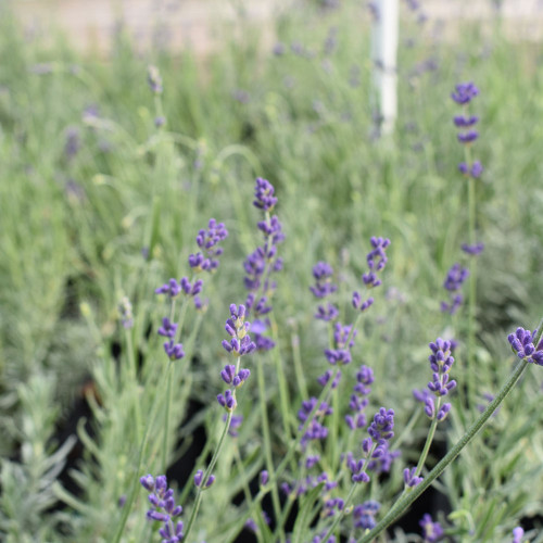 Lavender 'Hidcote Blue' (Herb Start)