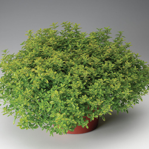 Thyme 'Golden Lemon Variegated' (Herb Start)