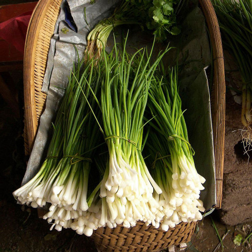Chives 'Onion' (Herb Start)