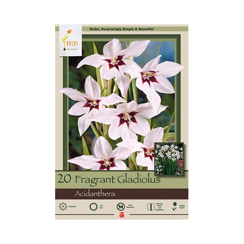 Acidanthera 'Murielae'