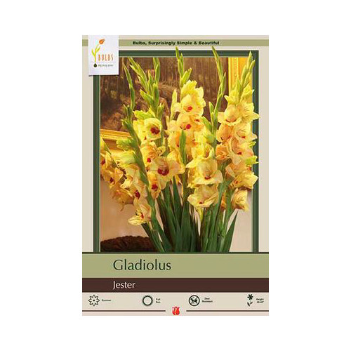 Gladiolus 'Jester'