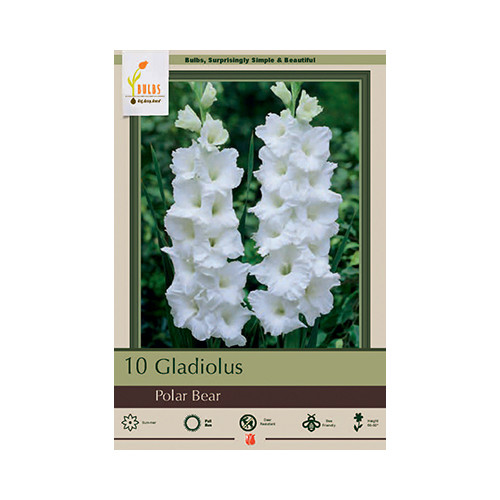 Gladiolus 'Polar Bear'