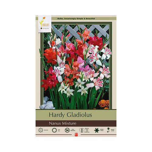 Gladiolus Nanus 'Mixture'