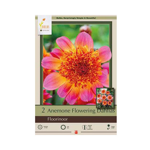 Dahlia Anemone Flowering 'Floorinoor'