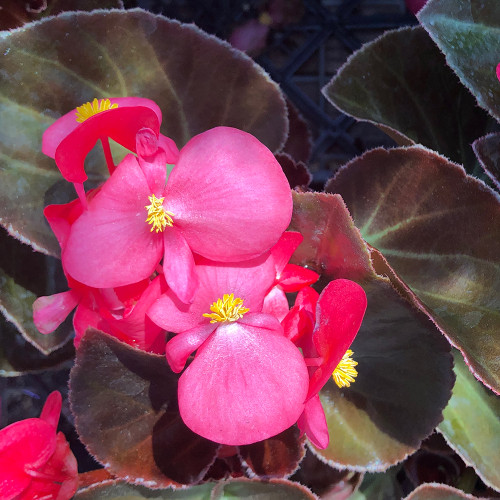 Begonia cucullata 'Big Rose w/ Bronze Leaf'