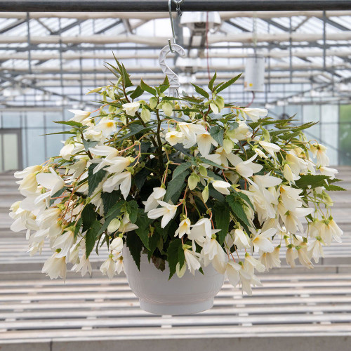 Begonia boliviensis 'Groovy White'