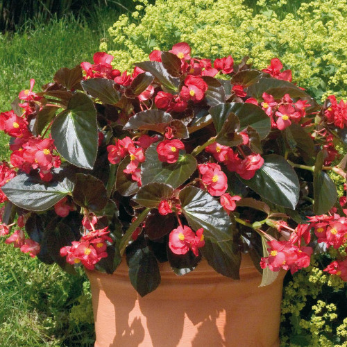 Begonia cucullata 'Landscape Big Red W/ Bronze Leaf'