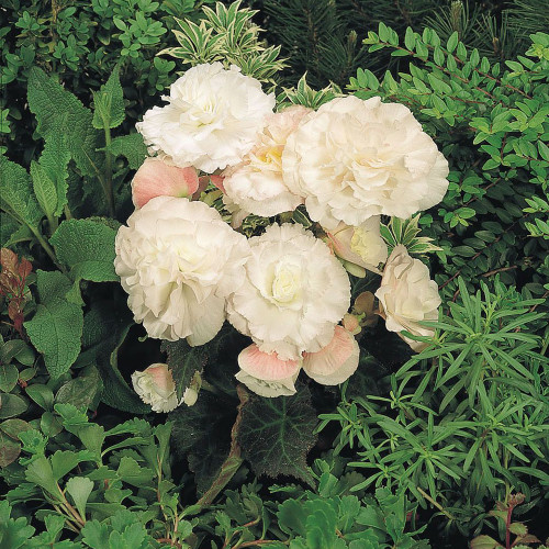 Begonia x hybrida 'Nonstop Appleblossom'