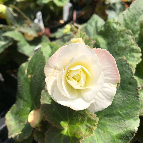 Begonia x hybrida 'Nonstop Appleblossom'