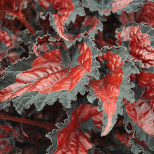 Begonia rex cultorum 'Shadow King Black Cherry'