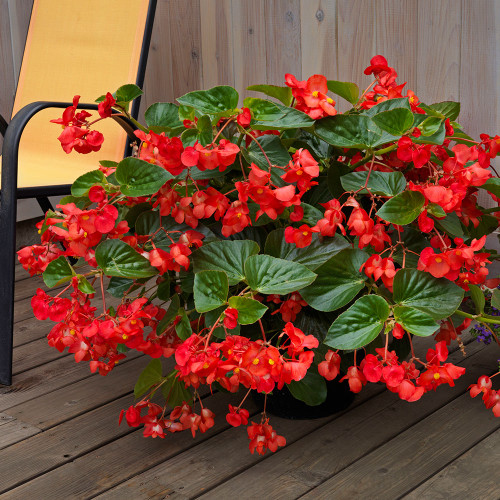 Begonia cucullata 'Whopper Red w/ Green leaf'