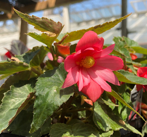 Begonia X hybrida 'Funky Pink'