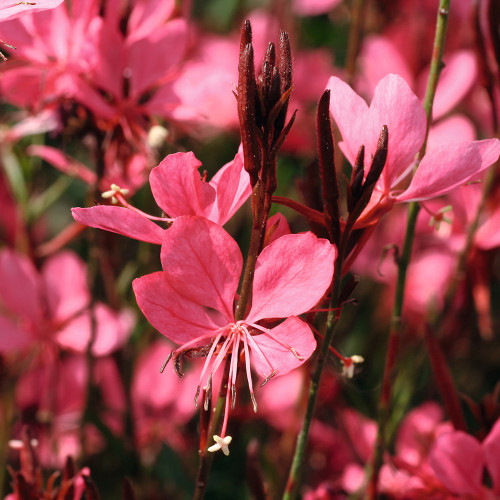 Gaura 'Belleza Dark Pink'