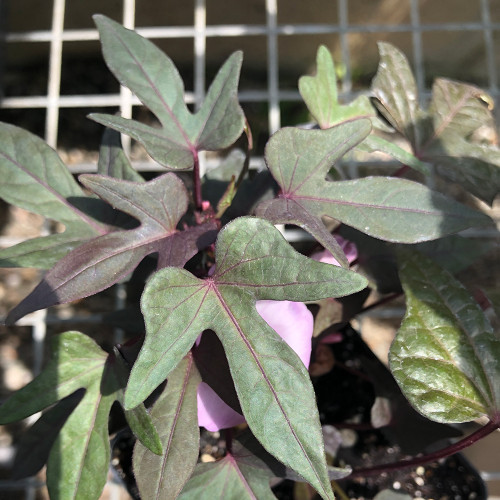 Ipomoea 'Floramia Nero'