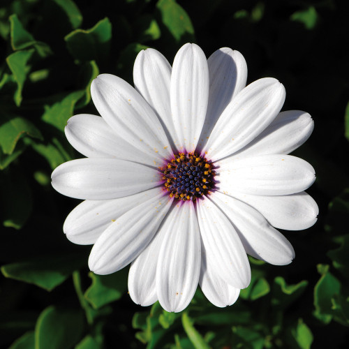 Osteospermum 'Flowerpower Compact White'