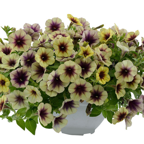 Petunia 'Cascadias Autumn Mystery'