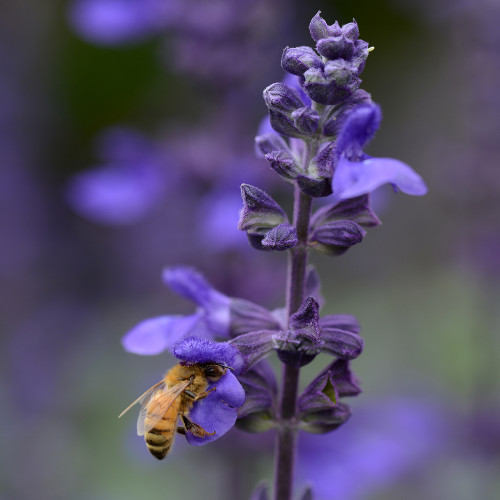 Salvia 'Big Blue'